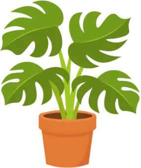 a monstera in a terracotta pot