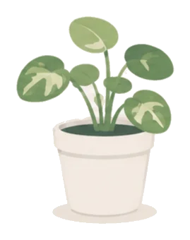a potted houseplant