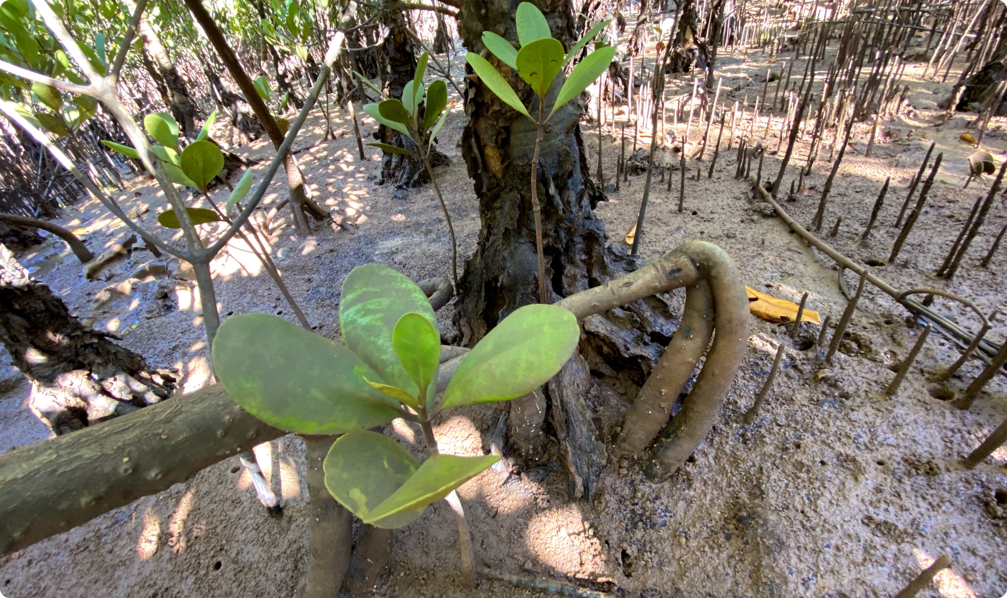 Earth impact at Madagascar