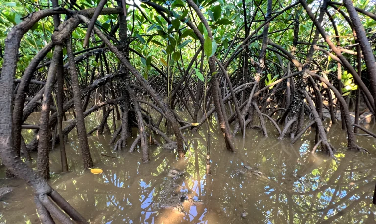 Earth Broadband - Our Mission